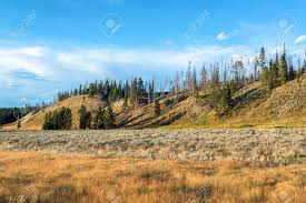 Pelican creek is primarily a spawning stream, but the fishing is good when the creek opens on july 15. Landscape With Canada Geese In Pelican Valley In Yellowstone National Park Stock Photo Picture And Royalty Free Image Image 61739314
