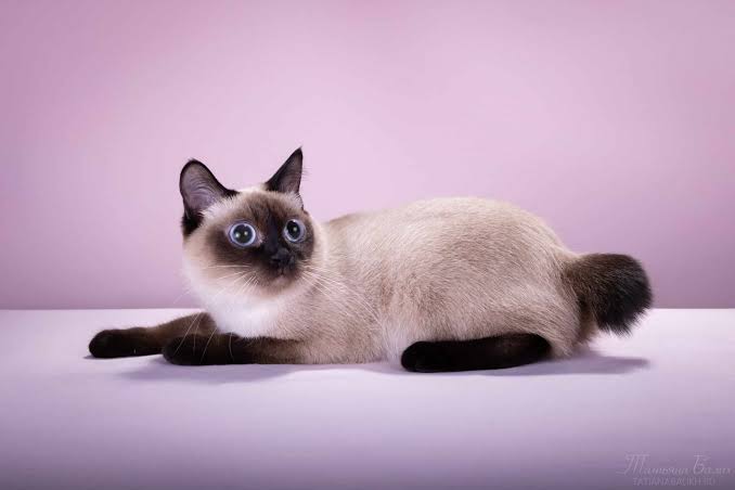 Toybob Cat - TICA - The International Cat Association