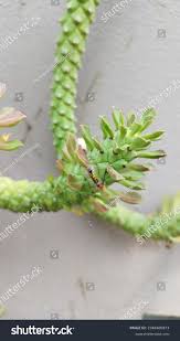 Image result for Monadenium lugardiae