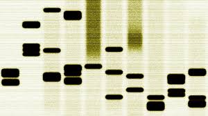 Julia sessions 24 set star. The Innovator S Dna