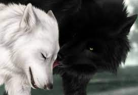 Black And White Wolves In Love Black And White Kiss Love My Fav Wolf Inspiring Picture On Favim Wolf Love Wolf Mates Wolf Photos