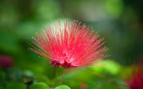 ❤ get the best nature flower wallpaper on wallpaperset. Nature Flower Hd Wallpaper