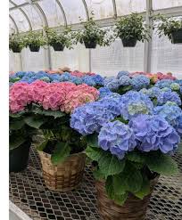 Image result for Hydrangea