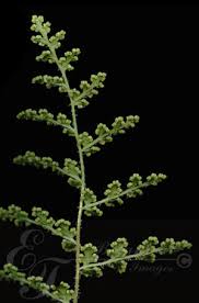 Image result for Mohria