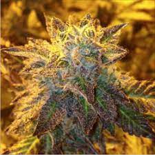 About gelato #33 45% sativa | 55% indica. Gelato 33 Von Concrete Jungle Seeds Cannabis Sorten Infos