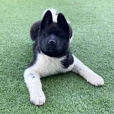 They may not be akita puppies, but these cuties are available for adoption in los angeles, california. Akita Puppies For Sale Near Me Teacup Akita Puppies For Sale Near Me