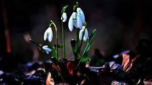 Snowdrop Wallpaper Hd Wallpaper At Wallpapersmap Com Flower Wallpaper Winter Flowers Flowers