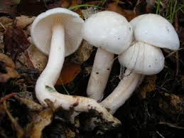 Hygrophorus cossus is a species of fungus in the genus hygrophorus. Hygrophorus Wikipedia