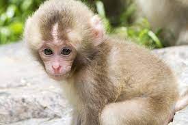 Baby monkey stock photos and images. Baby Monkeys Such A Cute Animal Mystart