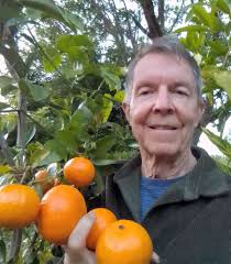 Drought hardy fodder trees for sale