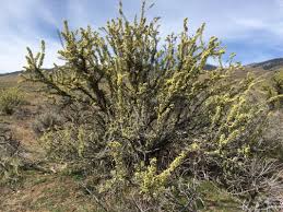 Image result for bitterbrush steppe