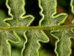 Image result for Pteridium aquilinum