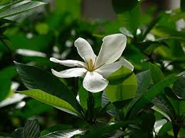 Image result for Gardenia transvenulosa