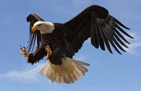 Bagi kami kejujuran dan kepuasan anda yang utama dan bukan mengutamakan keuntungan semata. 670 Gambar Burung Elang Anakan Gratis Terbaru Gambar Hewan