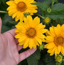 Perennial sunflower heliopsis 'tuscan sun' is a long blooming perennial for full sun locations. Heliopsis Helianthoides Tuscan Gold Inhelsodor Pp29819 Cpbr6133 Walters Gardens Inc