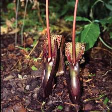 Image result for Sauromatum venosum