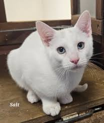 Meet Salt and Pepper