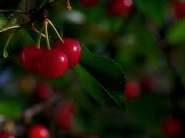 The western cherry fruit fly is a key pest in all cherry growing regions of the western united states. Cherry Tree Problems What To Do For A Cherry Tree Not Fruiting Growing Cherry Trees Cherry Seeds Planting Cherry Seeds