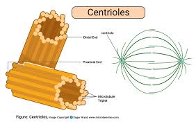 Animal cell definition class 9. Animal Cell Definition Structure Parts Functions And Diagram