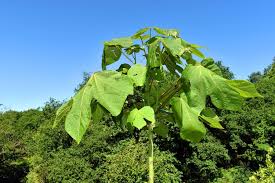 Image result for Firmiana