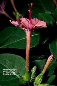 Image result for Nyctaginaceae