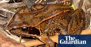 We did not find results for: How To Make Your Garden Frog Friendly Wildlife The Guardian