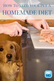 Dangers Of Alternative Diets Including Raw Food Diet Best Dry Dog Food Dog Advice Pet Advice