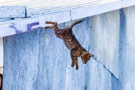 Cat on balcony fell on elderly who had to be hospitalised for 23 days; Man Walking His Dog Hospitalized After Cat Falls On His Head People Com