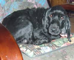 08.11.2020 ∙ tiere suchen ein zuhause ∙ wdr fernsehen. Lieber Cocker Spaniel Ruede Sucht Zuhause Hunde Kleinanzeigen Net