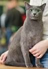 How to Identify a Russian Blue: 12 Steps (with Pictures ...