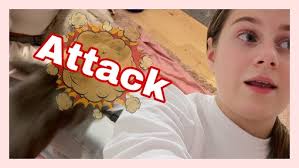 Ihopsättning av kaniner del 2:3