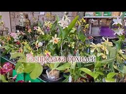 Image result for Summerhayesia zambesiaca