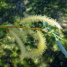 They do love water, but they can't sense where it is. The Forgotten Language Of Flowers Melancholy The Weeping Willow Wattpad