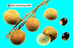 We did not find results for: Far Out Asian Fruit