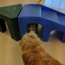 Check spelling or type a new query. Day Care All Star Pet Hotel Day Care