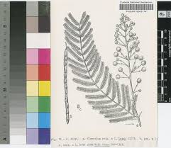 Image result for Acacia davyi