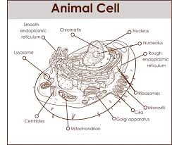 The protoplasm of the nucleus of a cell. Plant Cell Animal Cell Stock Illustrations 529 Plant Cell Animal Cell Stock Illustrations Vectors Clipart Dreamstime