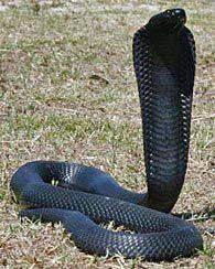 Pin On Reptiles And Amphibians
