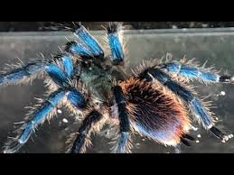 Image result for Tridactyle gentilii