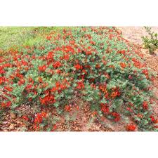 Image result for Lotus berthelotii