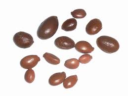 Image result for Mimusops zeyheri