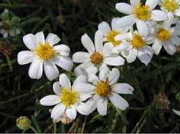 1 °c, clear, today's temperature : 8 Plants That Will Thrive In A San Antonio Garden