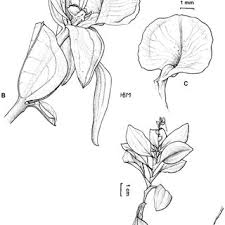 Image result for Diaphananthe sarcophylla