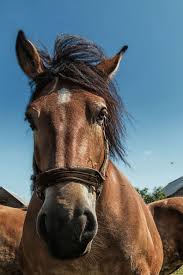 Pferde mandalas zum ausdrucken kostenlos mandala pferde. Schone Pferdebilder Kostenlos Downloaden Mjpics Fotografie