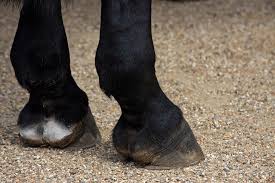 Le Remede Naturel Et Economique Pour Traiter Les Fourchettes Pourries Astuces Naturelles Et 100 Debrouille Pour Le Ch En 2020 Sabot Cheval Cheval Sabot De Cheval
