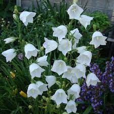 Campanula Or Bellflower Average Cost Plants Campanula Plant Seedlings
