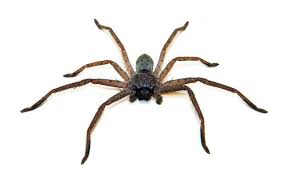 Australias Most Dangerous Spiders