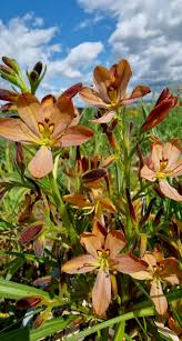 Image result for Wachendorfia