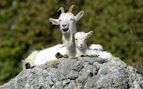 Animal Photos Of The Week 11 April 2014 Animals Animal Pictures Goats