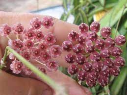 Hoya wayetii is another common hoya, known as a perennial flowering vine. H Kentiana Left And H Wayetii Right Hoya Plants Guava Tree Tropical Plants